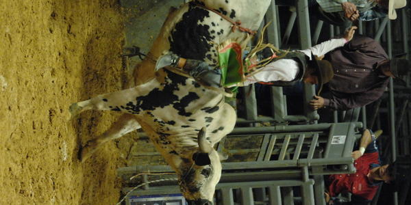 Professional Bull Riding at the Bryce Jordan Center 